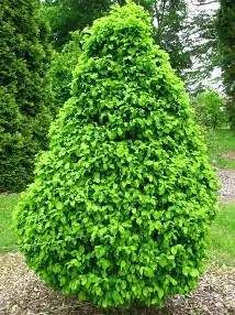 Hornbeam - Monument 3-4 ft.