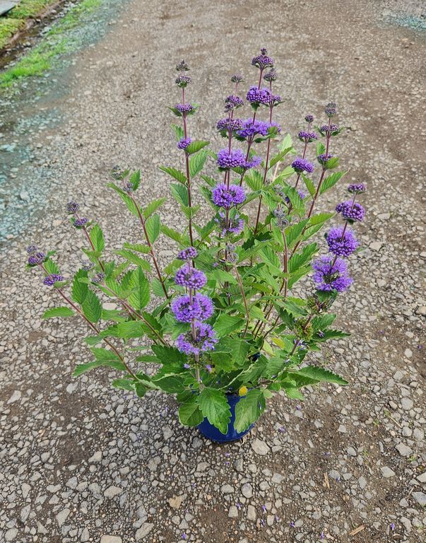 Bluebeard, Lagoon 5 gallon