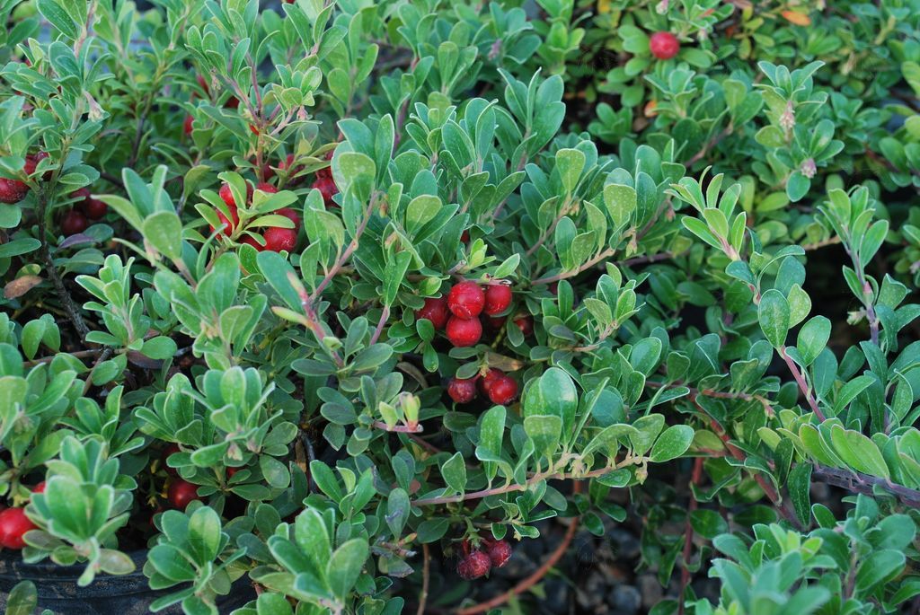 Perennials - Kinnikinnick, Massachusetts  1 gallon