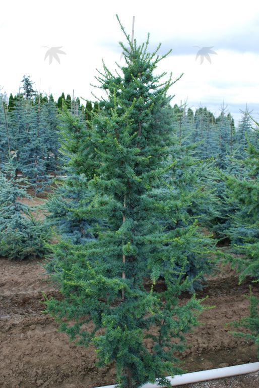 Cedar, Blue Atlas-Columnar  4-5 ft.