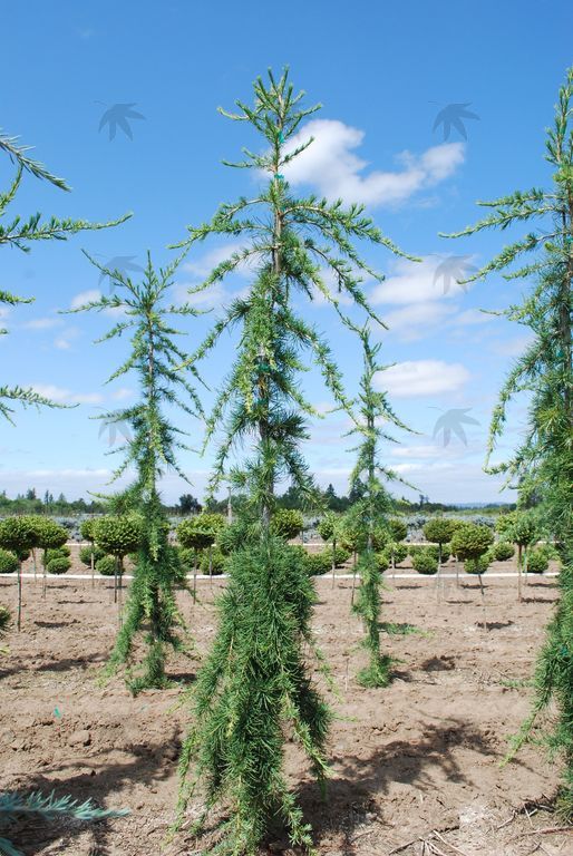 Cedar, Himalyn Miles High 8-10 ft.