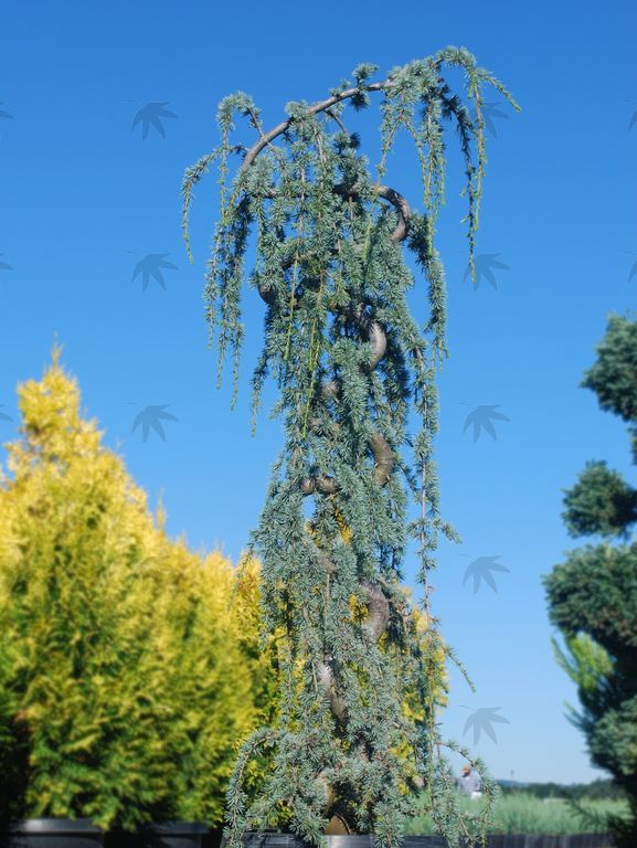 Cedar, Blue Atlas-Weeping 4-5 ft.