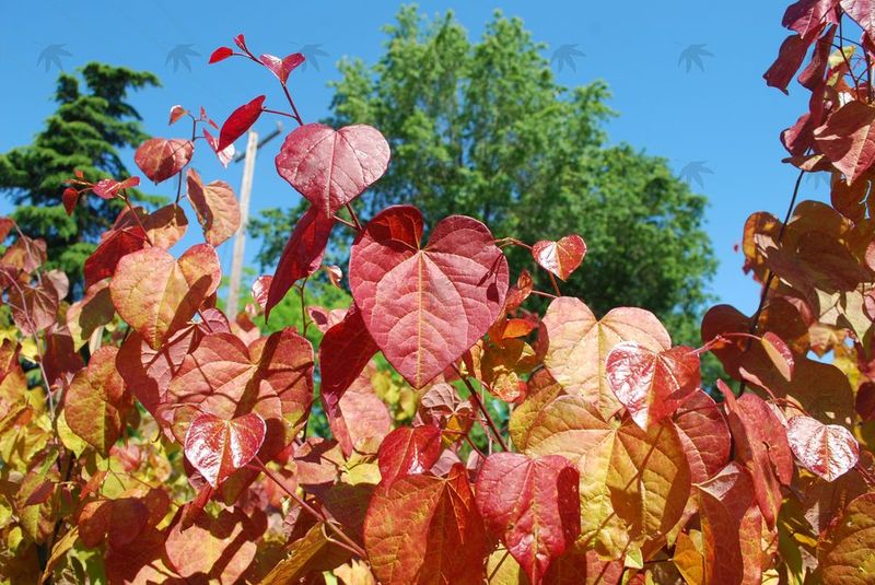 RedBud, Flame Thrower - 7 gallon