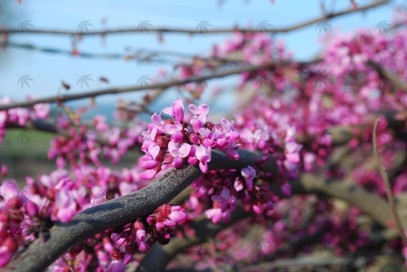 RedBud, Ruby Falls 8-10 ft.