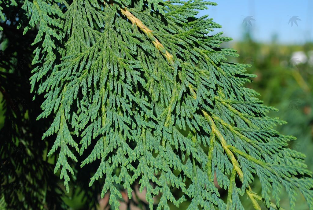 Cedar, Weeping Blue Alaska -  8-10 ft.