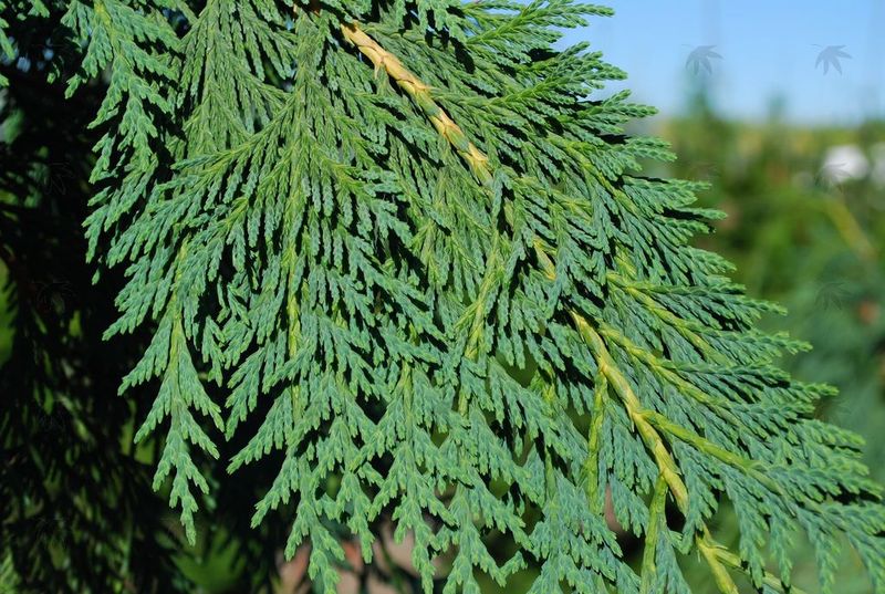 Cedar, Weeping Blue Alaska -  8-10 ft.