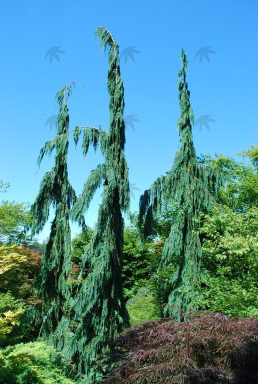 Cedar, Weeping Alaska - Green Arrow 5-6 ft.