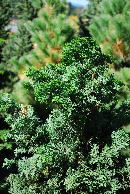 Cypress, Compact Hinoki  24-30 inches