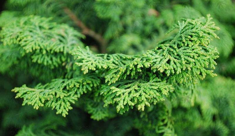 Cypress, Kosteri 3-4 ft.