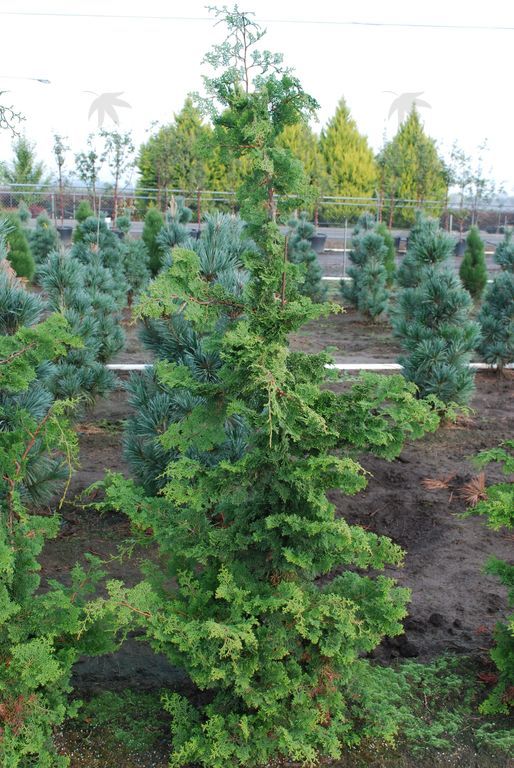 Cypress, Slender 4-5 ft.