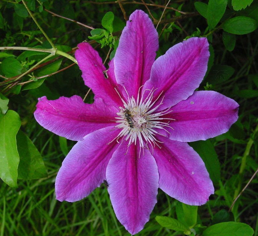 Vines - Clematis, Dr. Ruppel  1 gallon