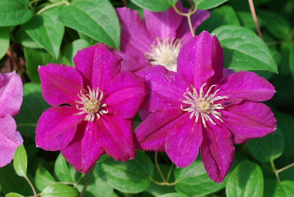 Vines - Clematis, Ernest Markham1 gallon