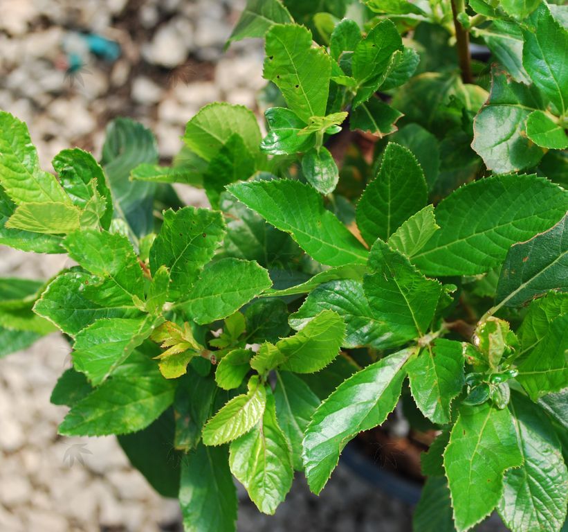 SummerSweet (Clethra)  5 gallon