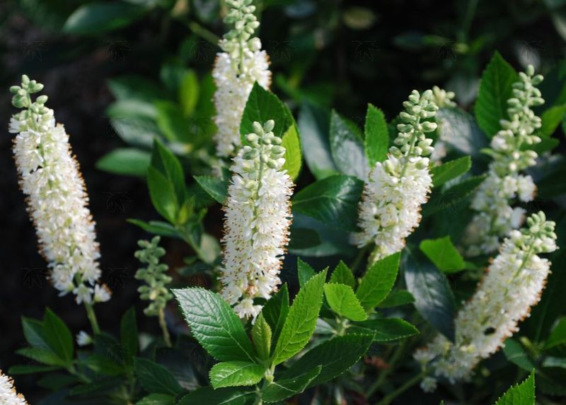 SummerSweet, Sixteen Candles (Clethra) 5 gallon