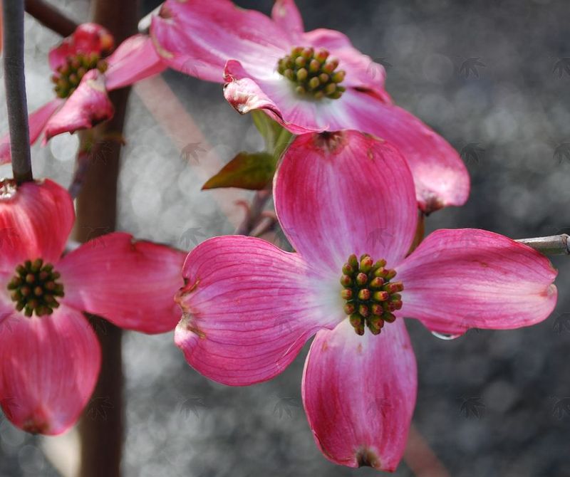 Dogwood, Cherokee Chief 4-5 ft.
