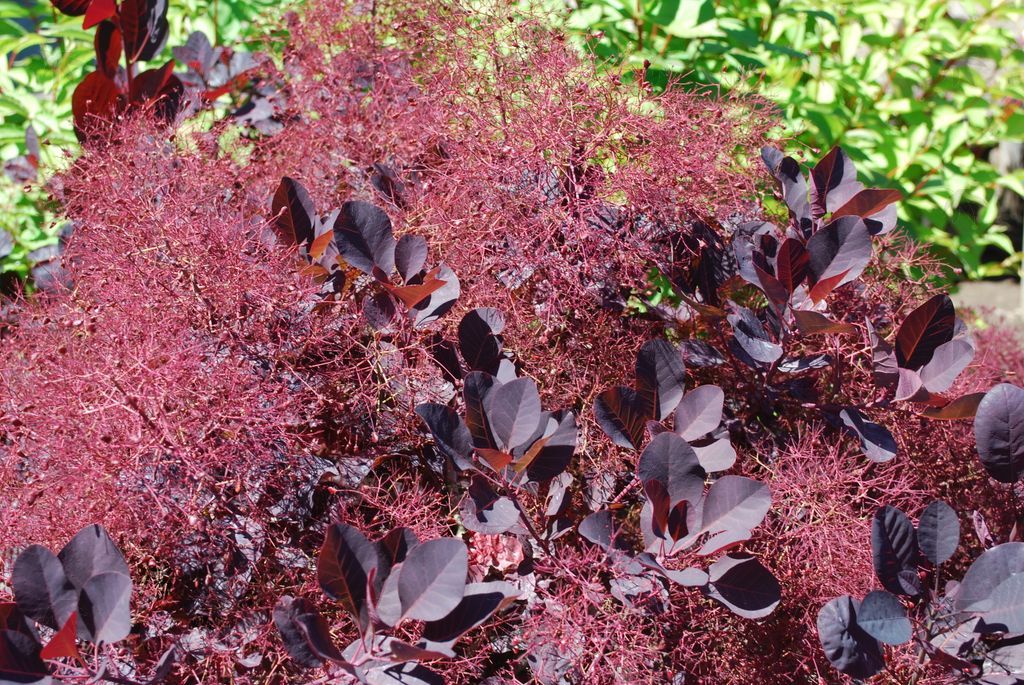 Smoke Bush, Royal Purple 5 gallon