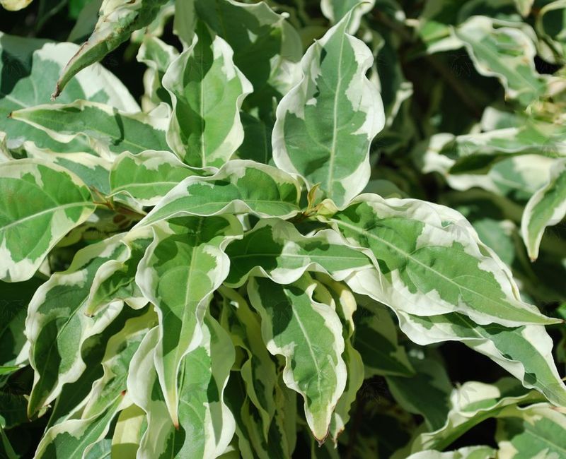 Dogwood, Summer Fun 4-5 ft.