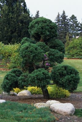 Nursery - Trees-Conifer