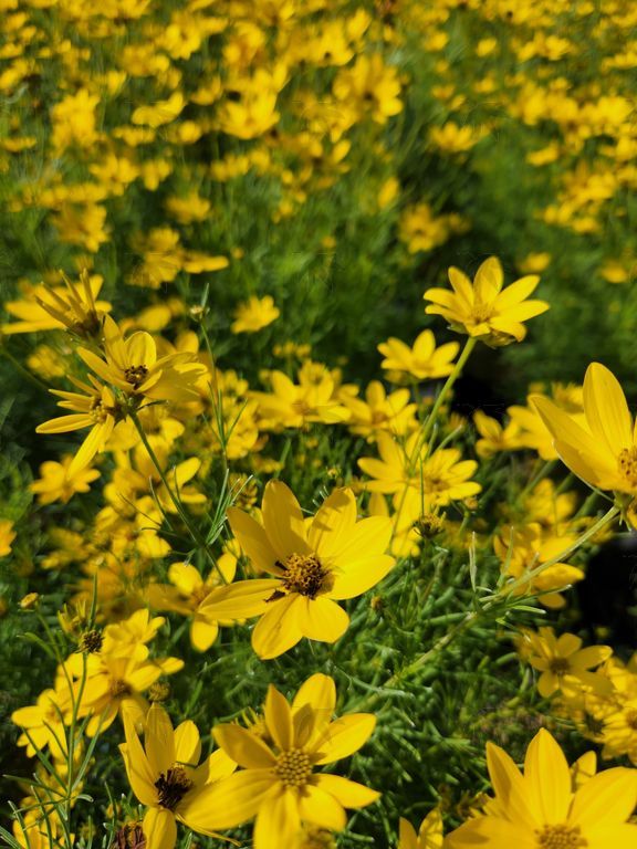 Perennials - Coreopsis, Zagreb 1 gallon