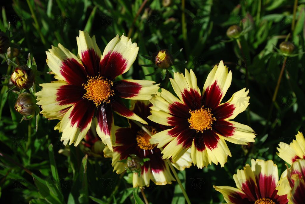 Perennials - Coreopsis, Super Star 1 gallon