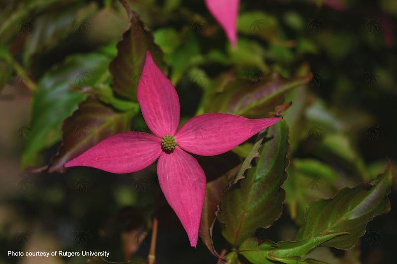 Dogwood, Scarlet Fire 5-6 ft.