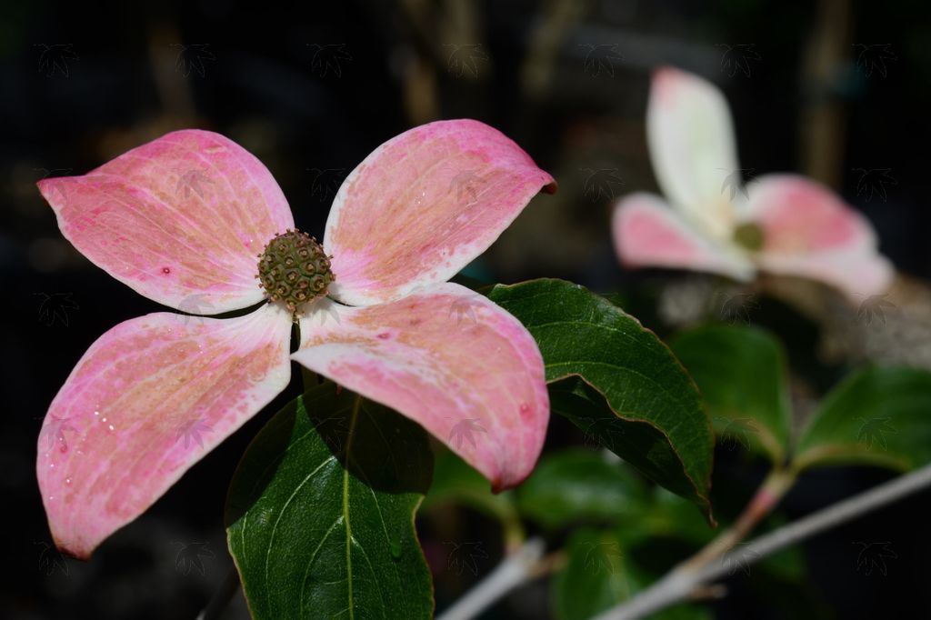 Dogwood, Heart Throb 5-6 ft.