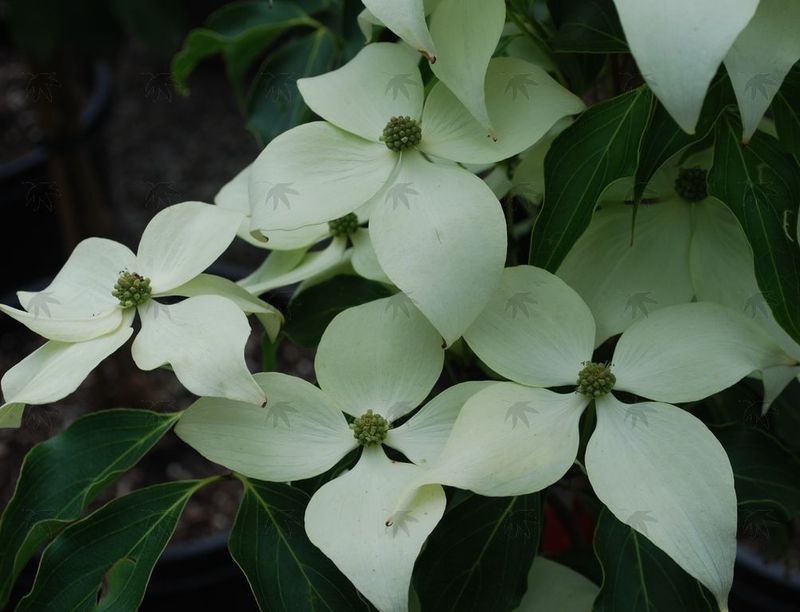 Dogwood, White Kousa 4-5 ft.