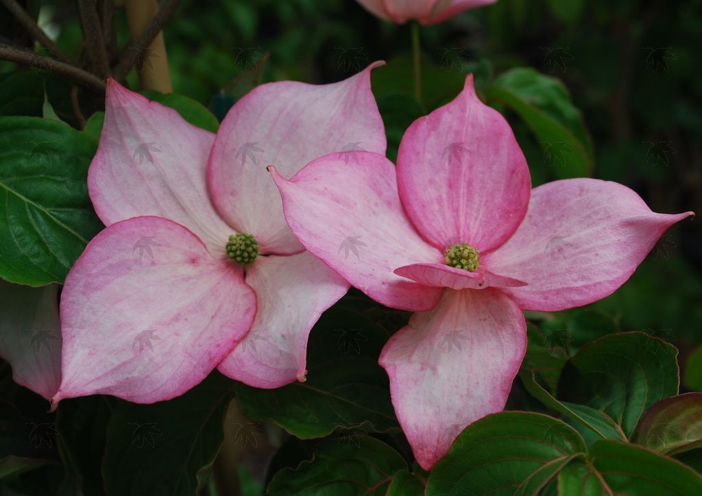 Dogwood, Rosy Teacups 4-5 ft.