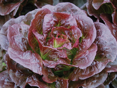 Cos lettuce