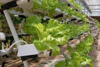 How to Start Your Own Hydroponic Farm How to Start Your Own Hydroponic Farm