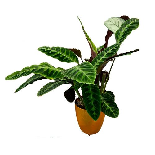 Autopot Khloris Modul Copper