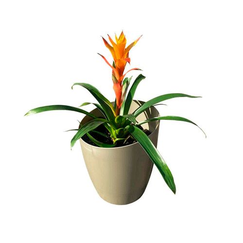 Autopot Khloris Module Sage