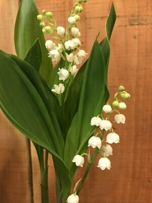 1er Mai Muguet Porte Bonheur 1er Mai Muguet Porte Bonheur