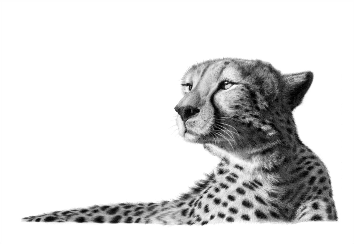 &quot;Zuka Cheetah