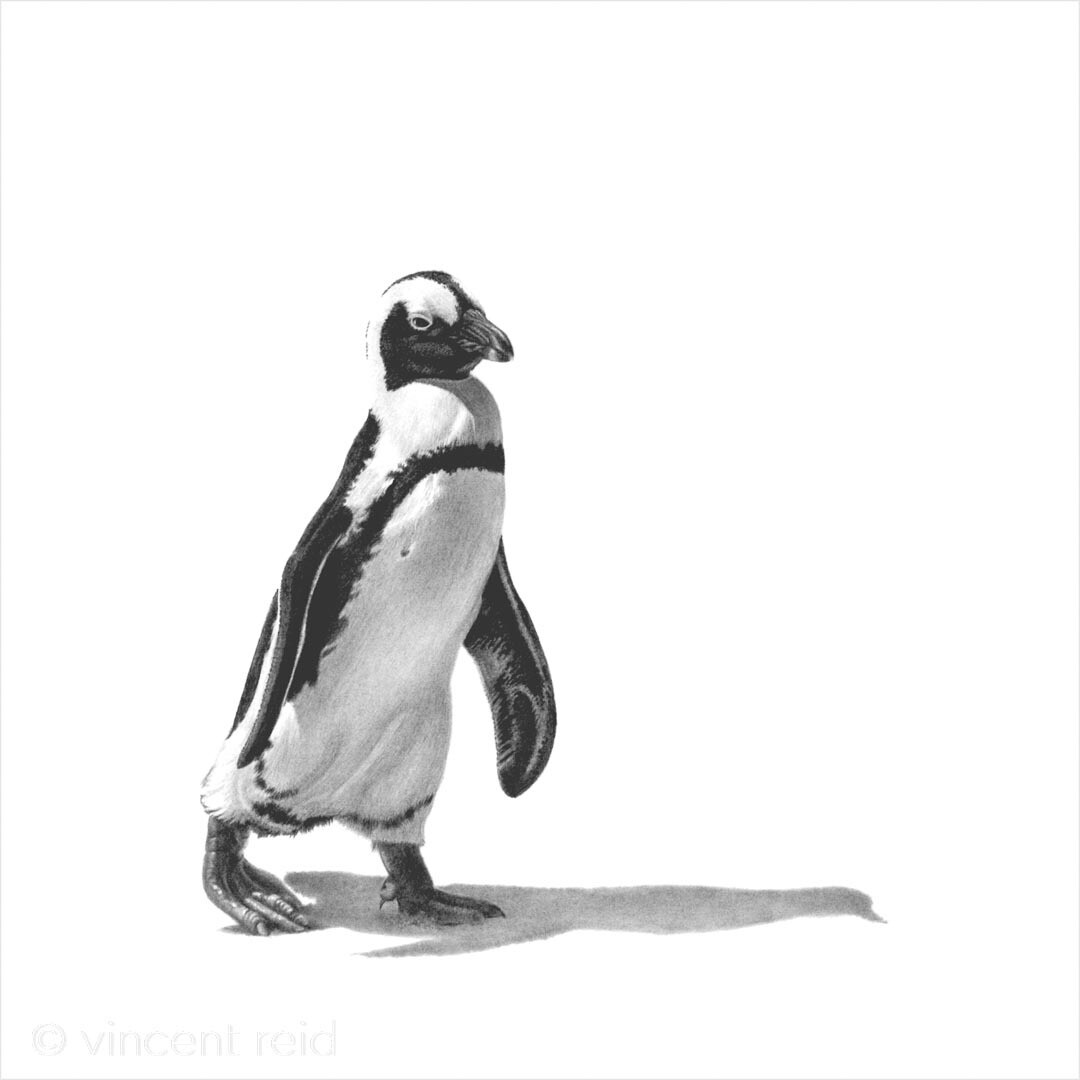 "African Penguin"