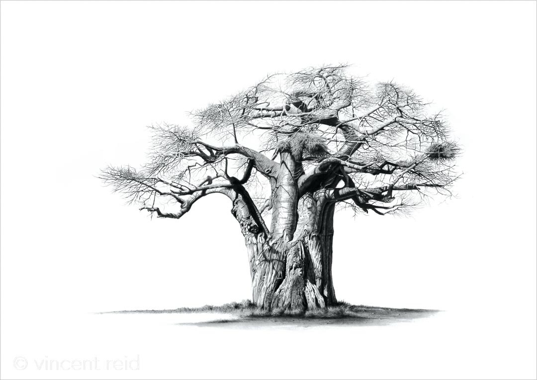 "Baobab Ridge Sentinel"