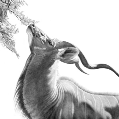 Limited Edition Prints