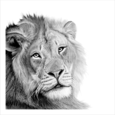 Africa&#39;s Big Cats