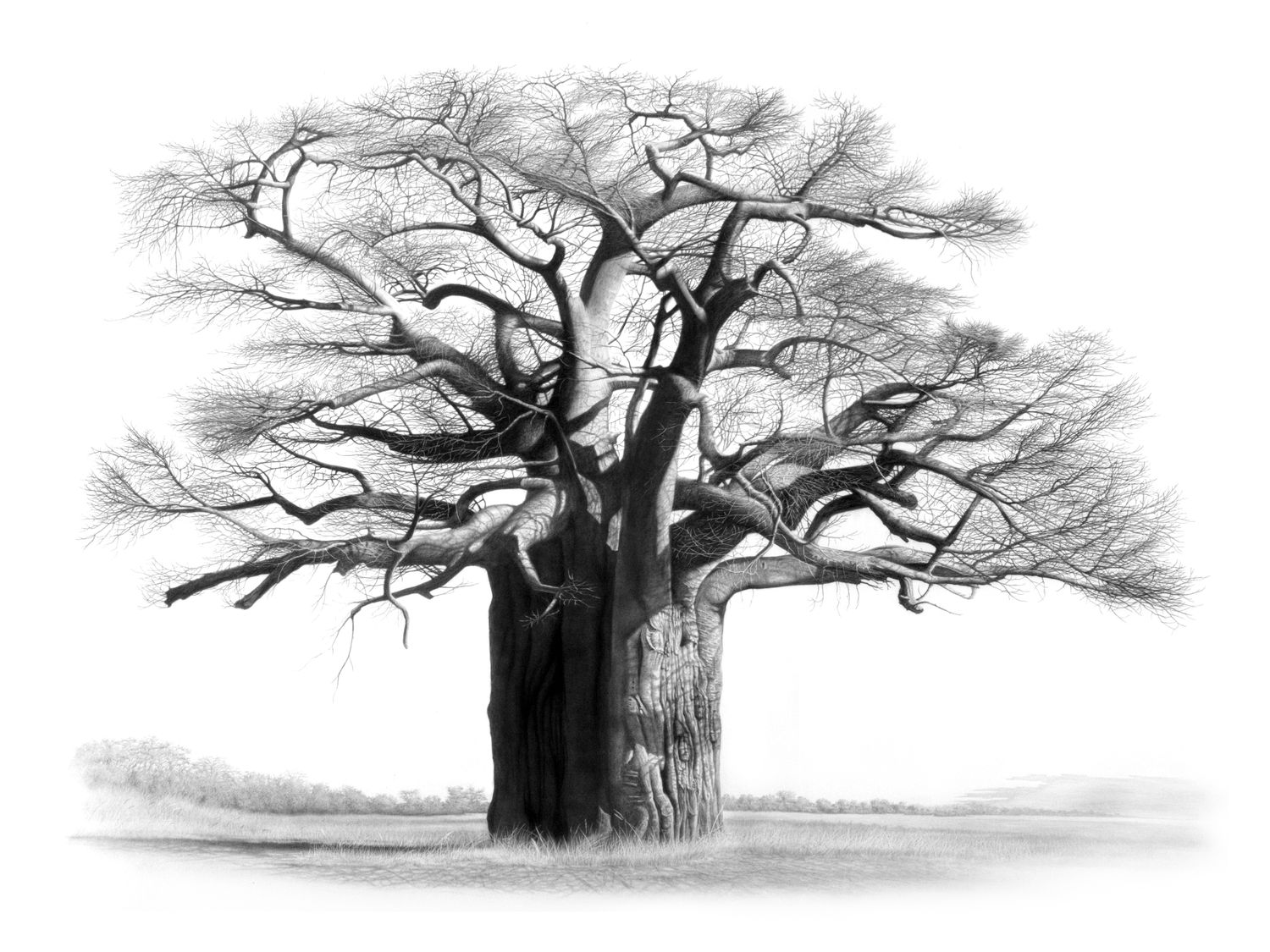 &quot;Musina&quot; - Limited Edition Print