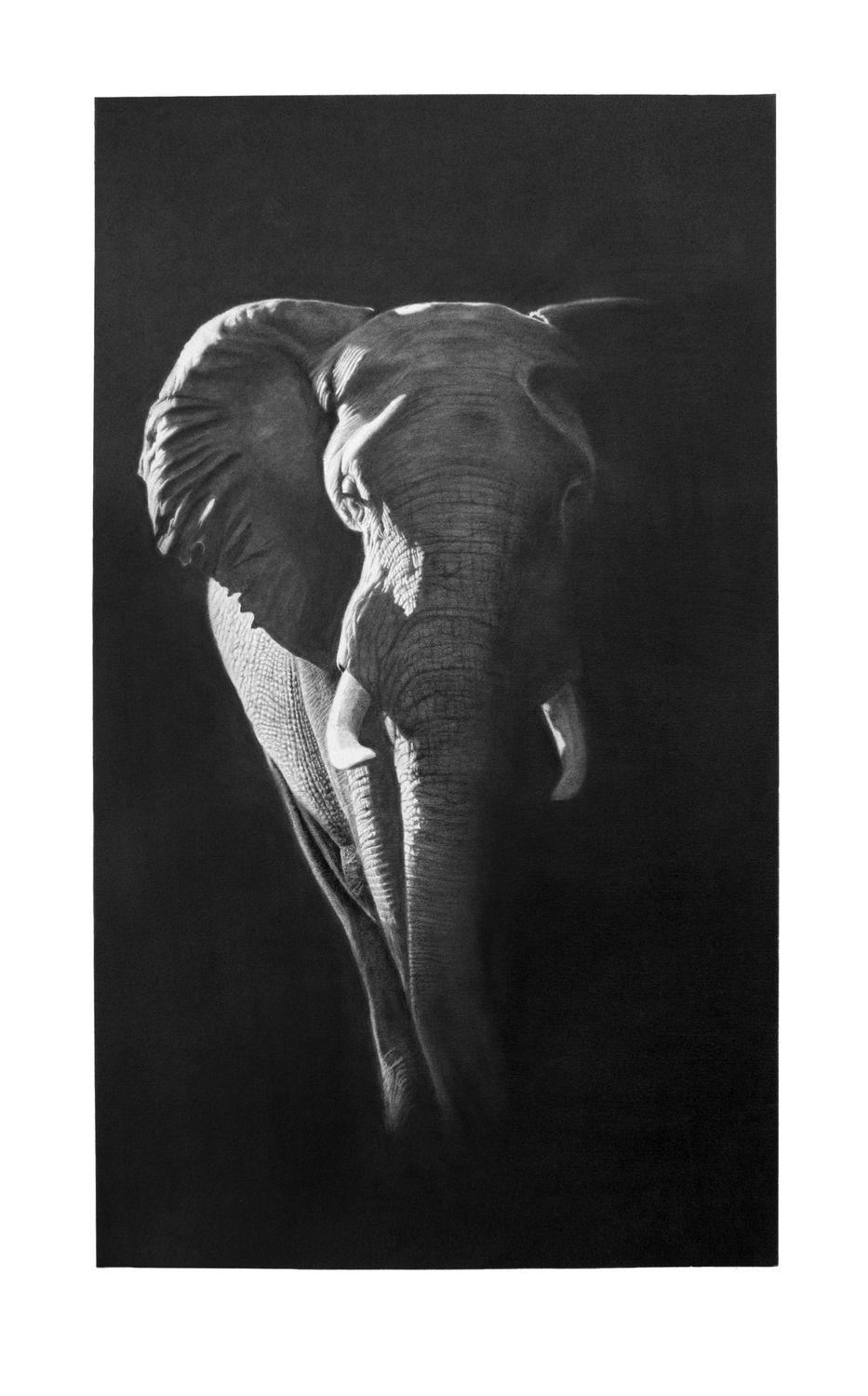 Original Pencil Art. Elephant