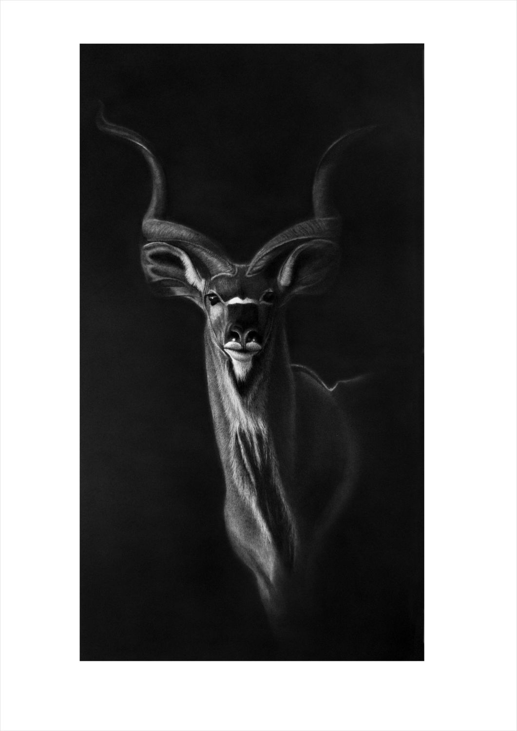 kudu pencil art by vincent reid. ex umbris