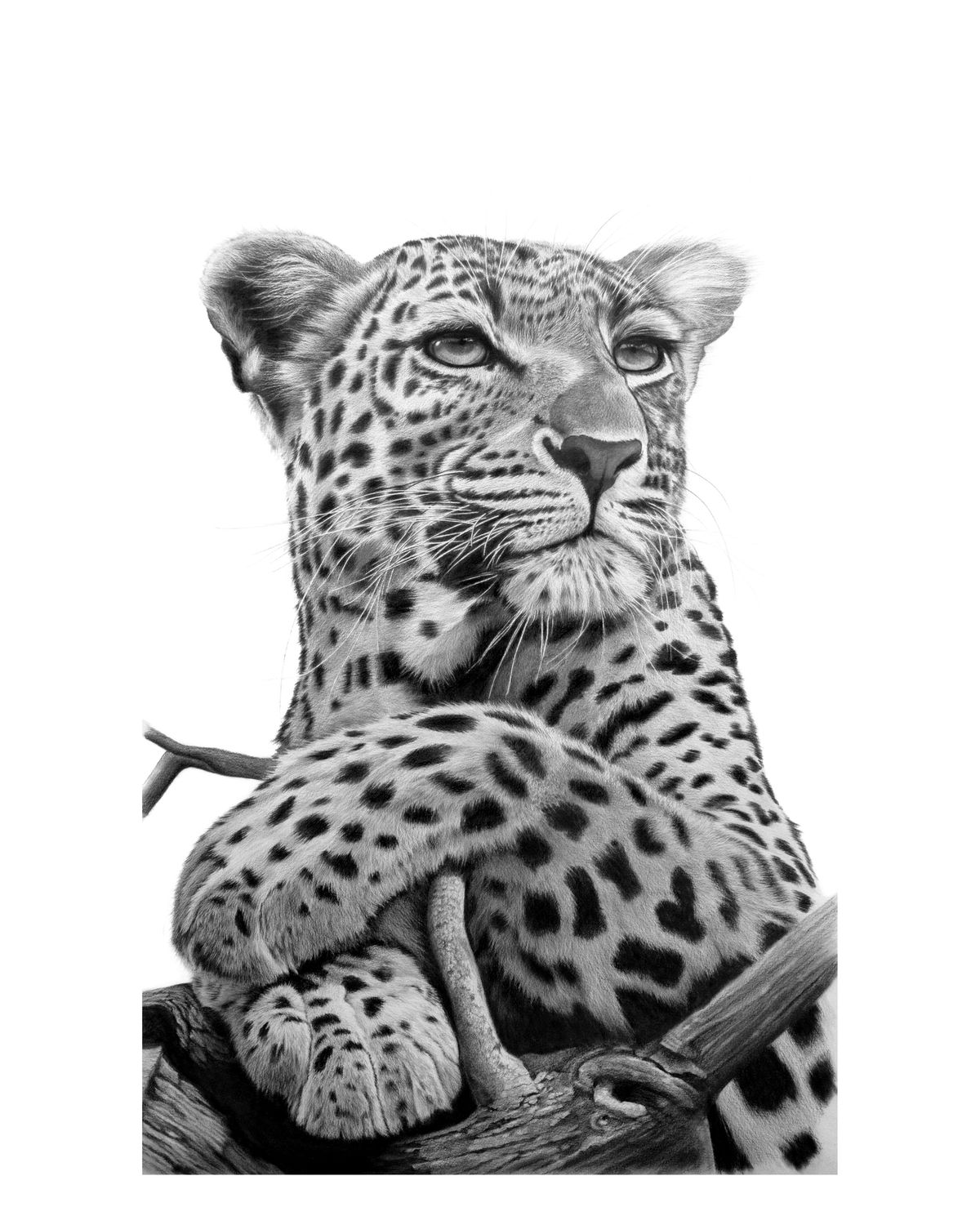 enigmatic leopard by vincent reid. oscar max photo. pencil art