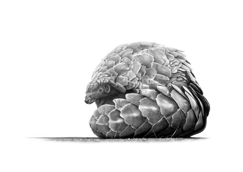 Pangolin