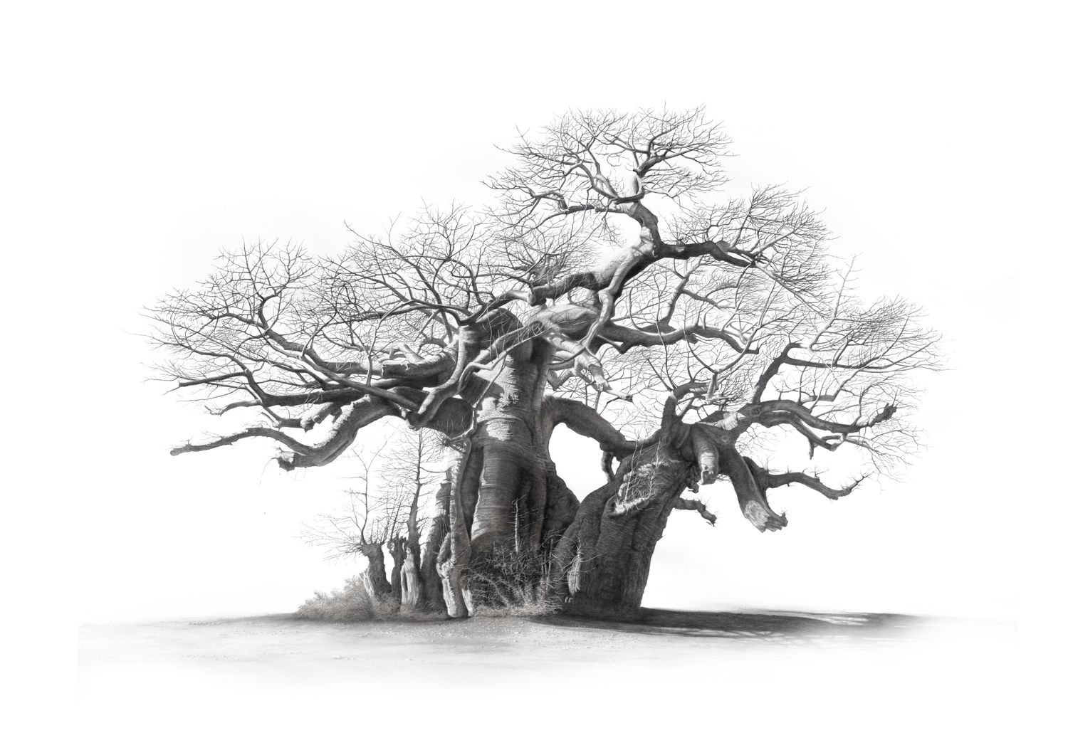 &quot; Big Trees&quot; - set of 7 A2 prints