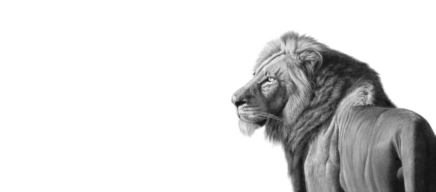 &quot;Might and Mane&quot; - Original Pencil Art