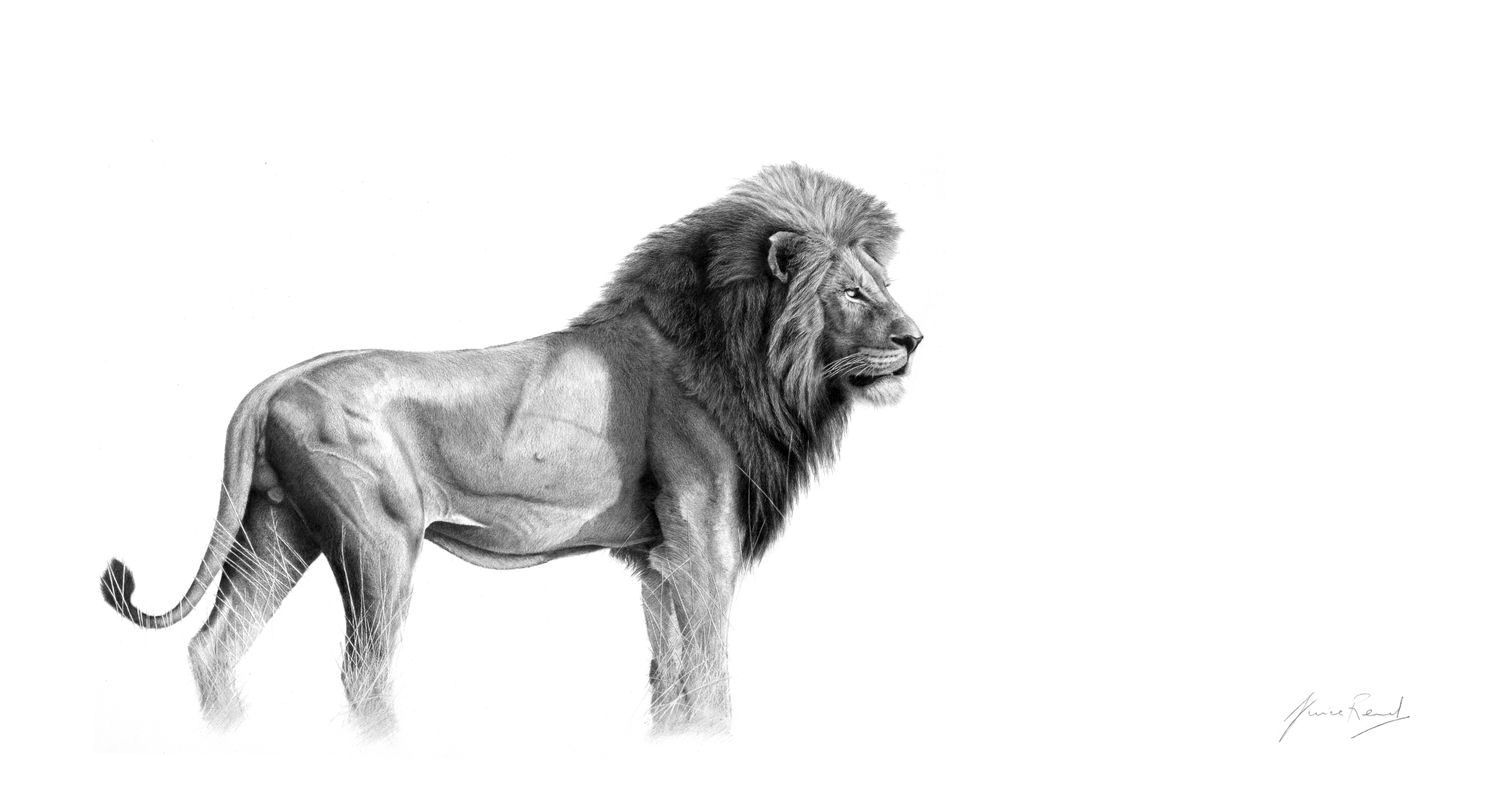 Lion pencil sketch