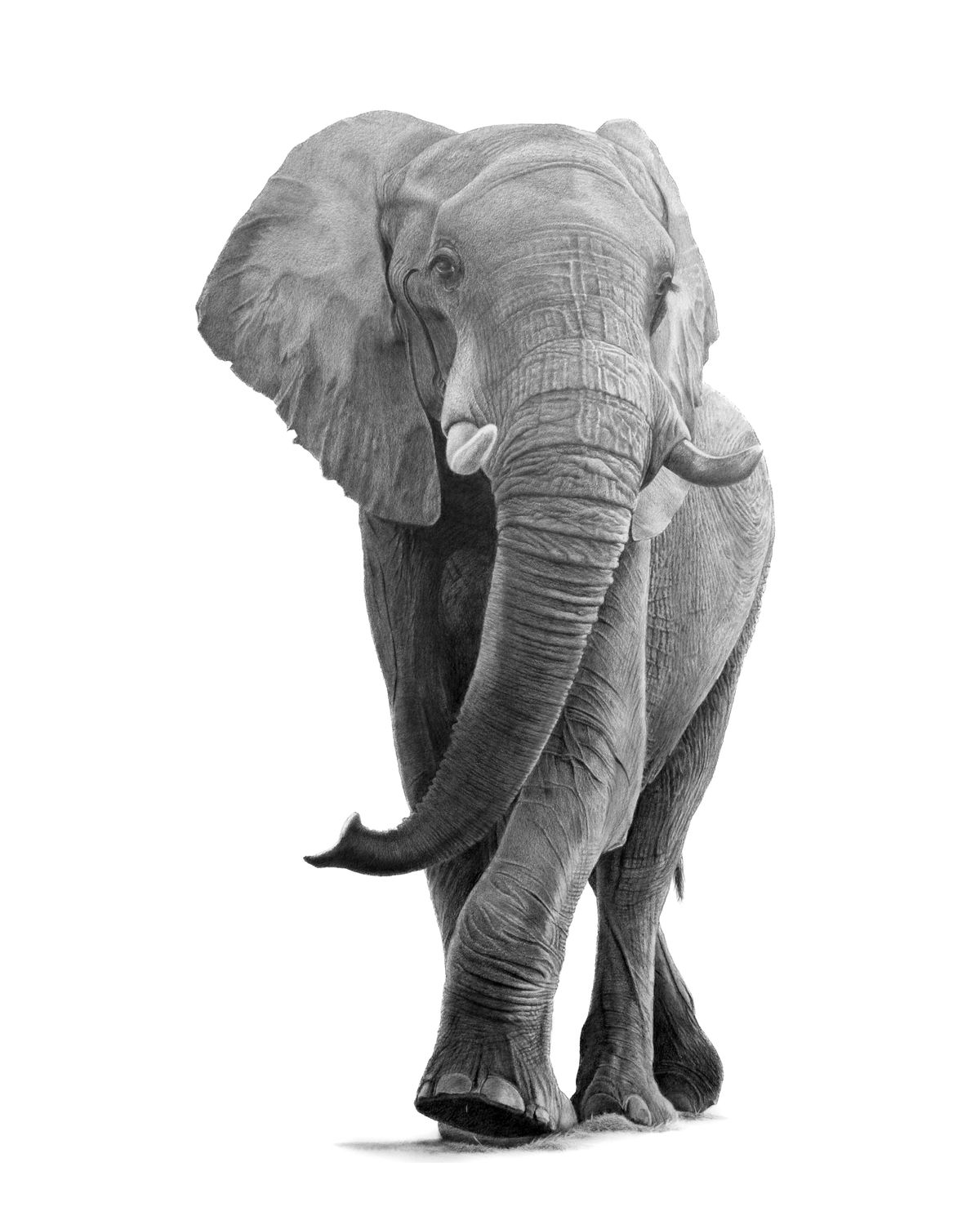 Giant Elephant Pencil sketch realistic