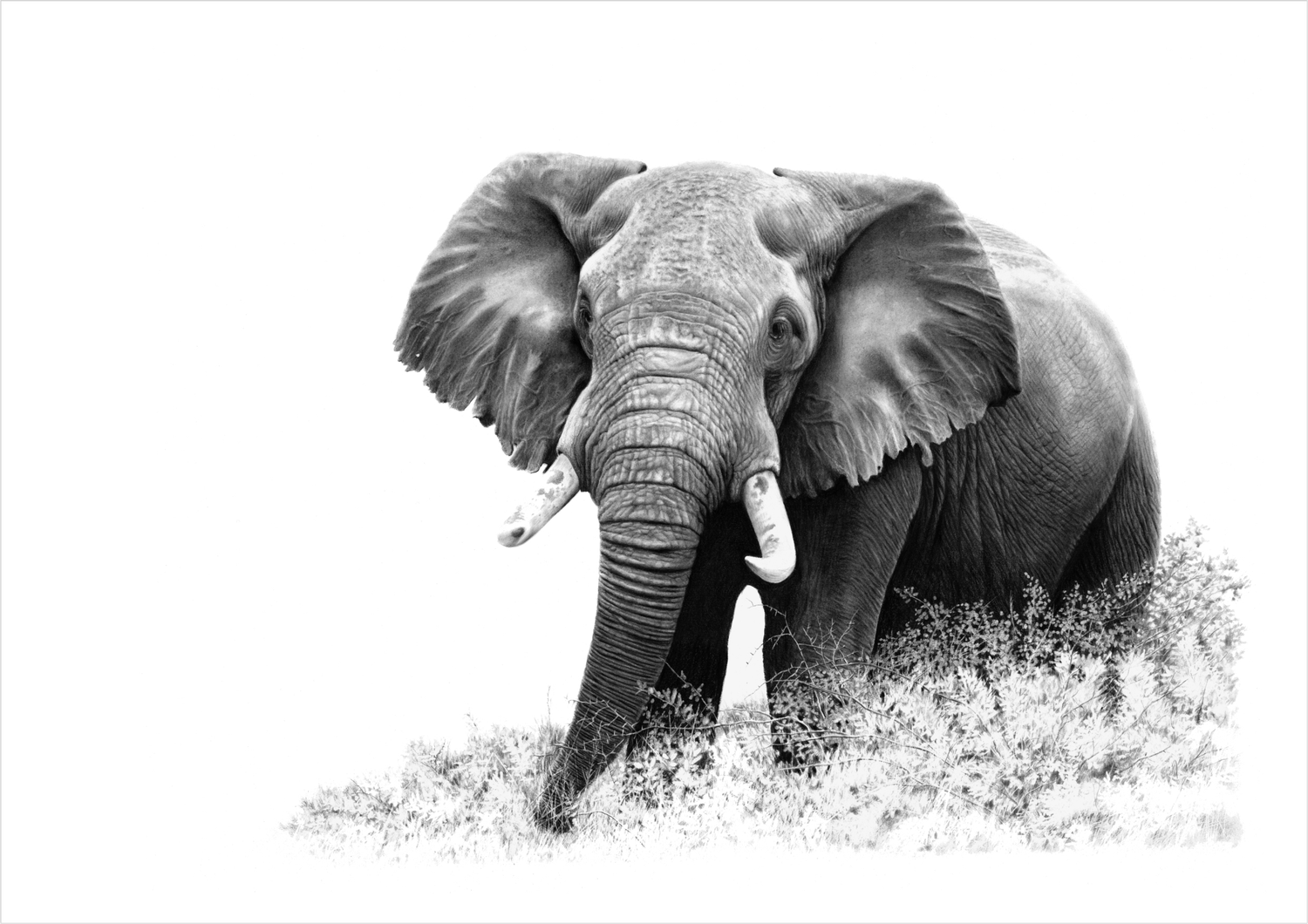 &quot;iNkosi&quot; -Limited Edition Print on Fine Art Paper