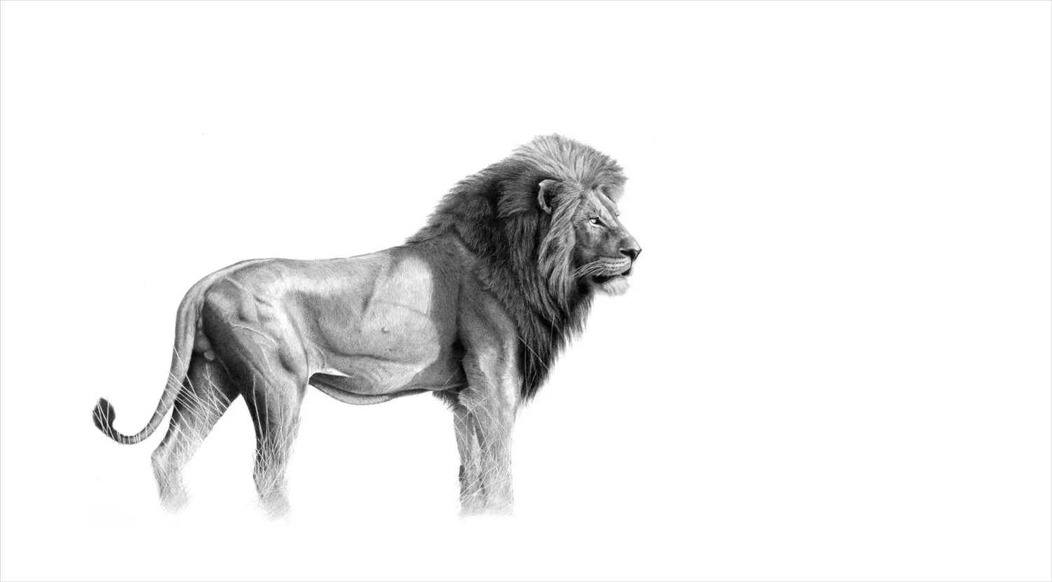 &quot;Amandla&quot; - Original Pencil Artwork by Howick based artist Vincent Reid