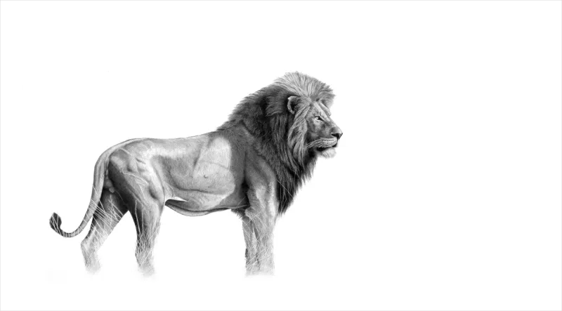 &quot;Amandla&quot; - Original Pencil Artwork by Howick based artist Vincent Reid